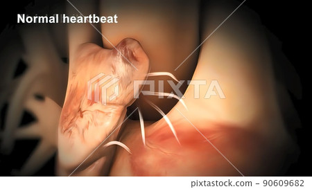 Cardiac Conduction System 3d medical 90609682