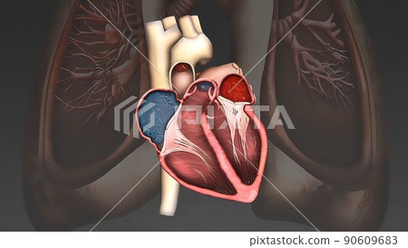 Scientifically accurate simulation of blood flow in the heart 90609683