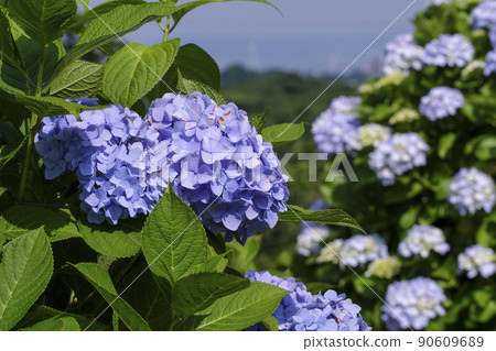 繡球 繡球 90609689