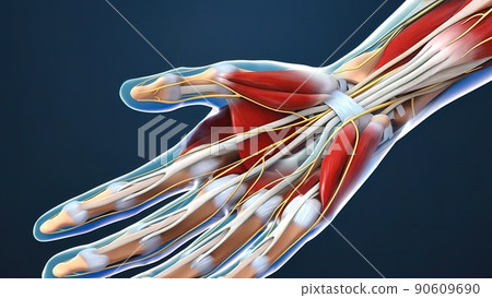 Tendon and nerve in the hand 90609690