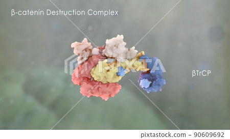 Catenin plays a role in cancer development 90609692