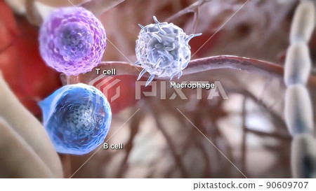 Autoimmune T cell responses in the central... - Stock Illustration ...