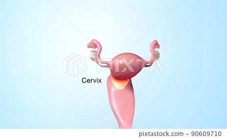 Female reproductive organ, sperm entering the canal Female reproductive organ, sperm entering the canal 90609710