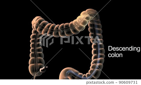 Colonoscopy is the visualization of the large intestine with a tube called a colonoscope. Colonoscopy is the visualization of the large intestine with a tube called a colonoscope. 90609731
