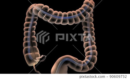 The Human Digestive System. 3D illustration of the colonoscopy Procedure The Human Digestive System. 3D illustration of the colonoscopy Procedure 90609732