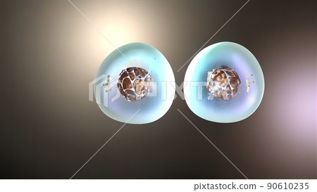 3D Medical illustration of cell division, mitosis 90610235