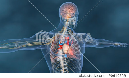 Human heart, Human heart model, Full clipping path included, Heart Anatomy, 90610239