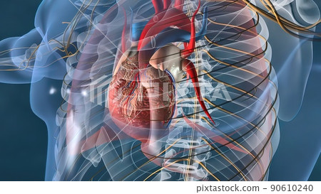 Human heart, Human heart model, Full clipping path included, Heart Anatomy, 90610240