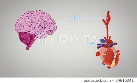 3D illustration of the medulla oblongata, part of the brainstem responsible for autonomic homeostasis 90610241
