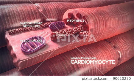 Cardiac Muscle cells 3d medical Cardiac Muscle cells 3d medical 90610250