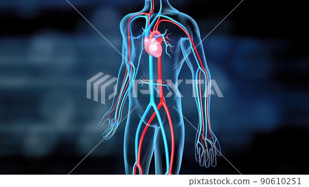 The Heart and Circulatory System The Heart and Circulatory System 90610251