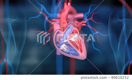 The Heart and Circulatory System The Heart and Circulatory System 90610252