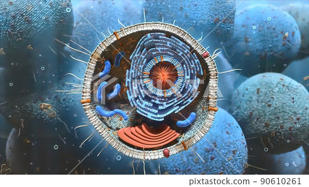 Cell structure and components, mitochondria, nucleus and cytoplasm 90610261