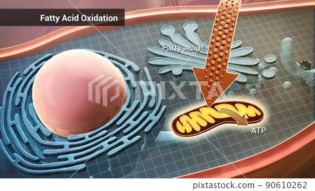 Cell structure and components, mitochondria, nucleus and cytoplasm 90610262