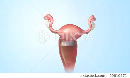 Female Reproductive System 3d Anatomy 90610271