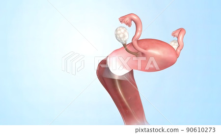 Female Reproductive System 3d Anatomy 90610273