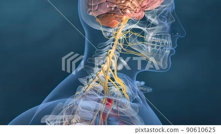Human heart, Human heart model, Full clipping path included, Heart Anatomy, 90610625