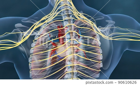 Human heart, Human heart model, Full clipping path included, Heart Anatomy, 90610626