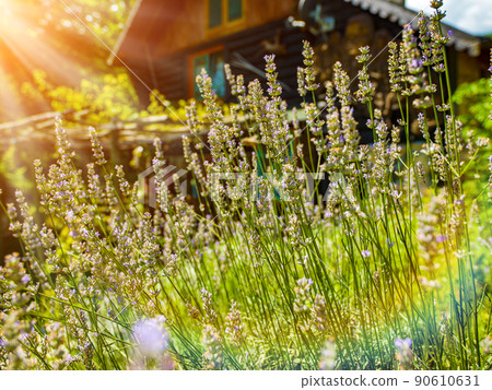 wooden cottage house traditional natural in the forest with garden wooden cottage house traditional natural in the forest with garden 90610631
