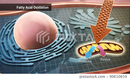 Cell structure and components, mitochondria, nucleus and cytoplasm 90610659