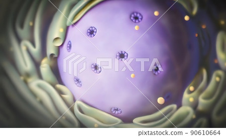 Cell Nucleus, nuclear structure and interaction between cytoplasm and chromatin 90610664