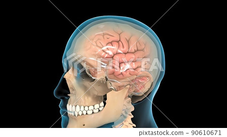 Male medical brain scan in cycle (temporal lobe, parietal lobe) Male medical brain scan in cycle (temporal lobe, parietal lobe) 90610671