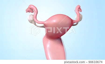 Female reproductive organ, sperm entering the canal 90610674