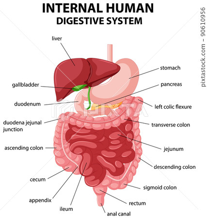 Diagram showing internal human digestive system Diagram showing internal human digestive system 90610956