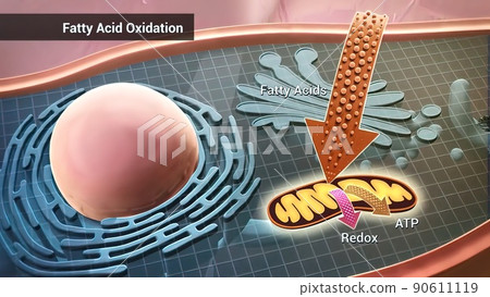 Cell structure and components, mitochondria, nucleus and cytoplasm Cell structure and components, mitochondria, nucleus and cytoplasm 90611119