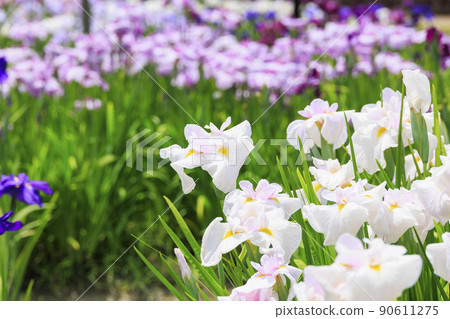 Umami Hill Park Spring Flower Iris Garden in full bloom 90611275