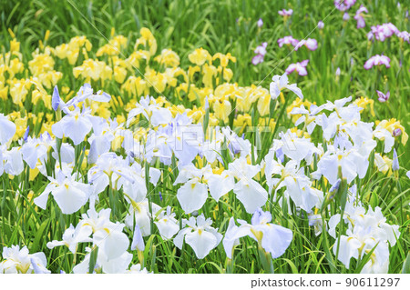 鮮味山公園春花菖蒲園盛開 鮮味山公園春花菖蒲園盛開 90611297