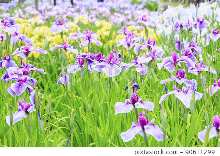 鮮味山公園春花菖蒲園盛開 鮮味山公園春花菖蒲園盛開 90611299