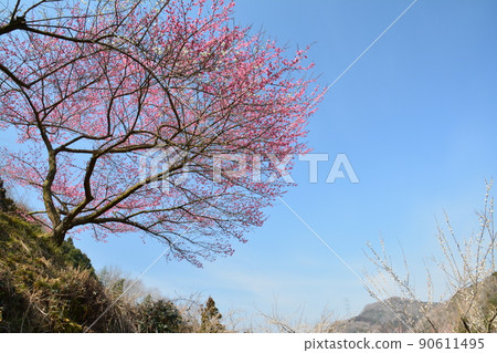 Bairin (Yoshinogawa City Misato Tokushima Prefecture) Bairin (Yoshinogawa City Misato Tokushima Prefecture) 90611495