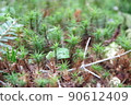 八岳苔蘚 90612409