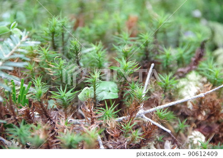 八岳苔蘚 八岳苔蘚 90612409