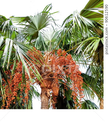 Betel nuts tree or areca nuts on the tree with copy space Betel nuts tree or areca nuts on the tree with copy space 90612590