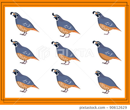 Game for kids find two identical pictures. Find two identical quails. Game for kids find two identical pictures. Find two identical quails. 90612629