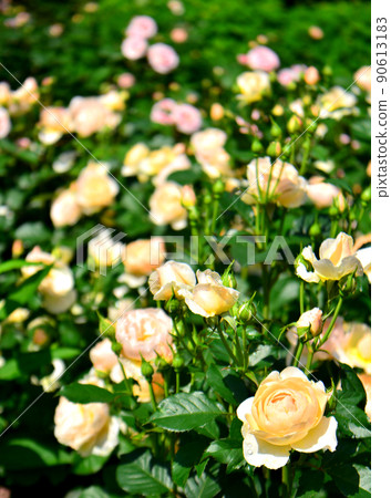 Roses in Nanatsudo Park 90613183