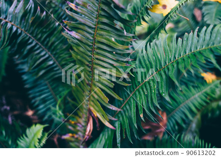 Small leaves with sharp tips 90613202