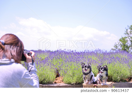 Chihuahua with her owner's woman taking pictures on SNS in a lavender field in full bloom 90613437