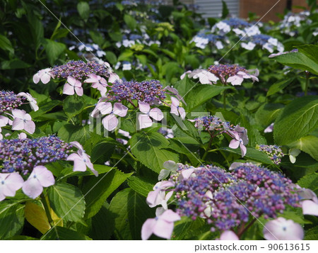 Flower hydrangea 90613615