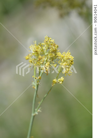 Common meadow rue Common meadow rue 90614041