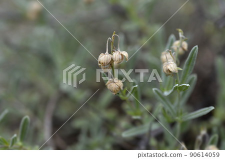 Rock rose Fire Dragon 90614059