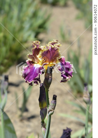 Tall bearded iris Montmartre 90614072