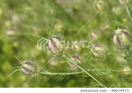 Love-in-a-mist Shorty Blue fruit 90614073