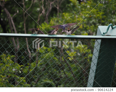 餵養小燕子 餵養小燕子 90614224