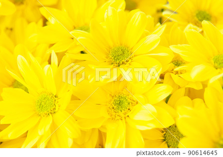 Closeup shot of a bunch of daisy flowers with yellow petals and a green pollen Closeup shot of a bunch of daisy flowers with yellow petals and a green pollen 90614645