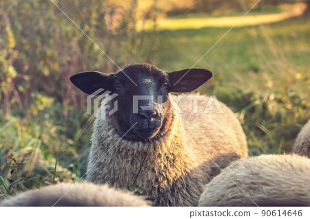 sheep on pasture - close up view of sheep - Suffolk - sheep with black head sheep on pasture - close up view of sheep - Suffolk - sheep with black head 90614646