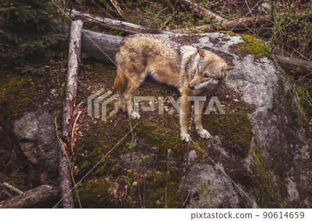 wolf in the forest - wolf standing on a large stone 90614659