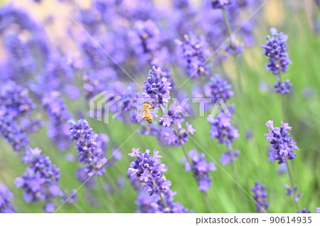 Bees collecting nectar in a lavender field in full bloom Bees collecting nectar in a lavender field in full bloom 90614935